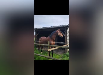 Westphalian, Gelding, 18 years, 16.2 hh, Brown