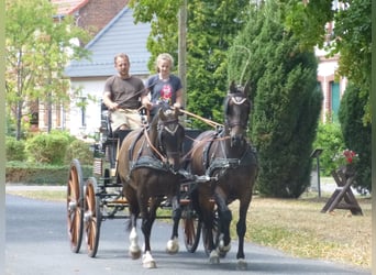 Westphalian, Gelding, 18 years, 16 hh, Black
