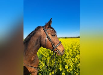 Westphalian, Gelding, 18 years, 16,1 hh, Brown