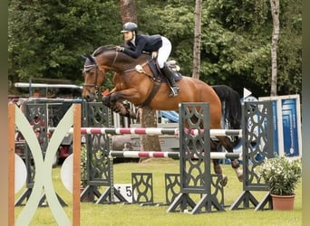 Westphalian, Gelding, 18 years, 17.1 hh, Brown