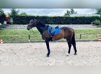 Westphalian, Gelding, 18 years, 17 hh, Bay-Dark