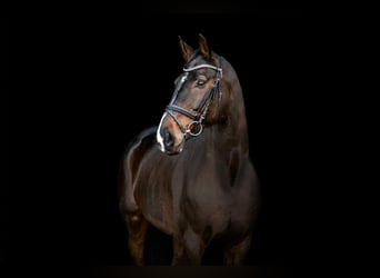 Westphalian, Gelding, 18 years, 17 hh, Bay-Dark