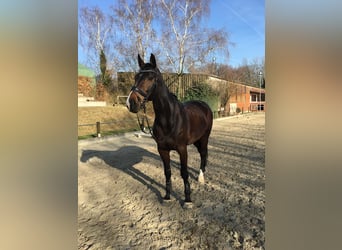 Westphalian, Gelding, 18 years, 17 hh, Bay-Dark