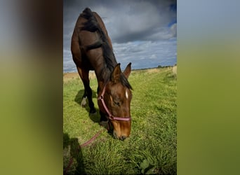 Westphalian, Gelding, 18 years, 18 hh, Bay-Dark