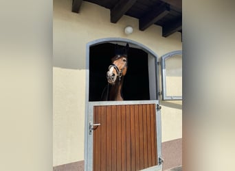 Westphalian, Gelding, 19 years, 17 hh, Bay-Dark