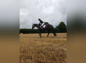 Westphalian, Gelding, 19 years, 17,1 hh, Black