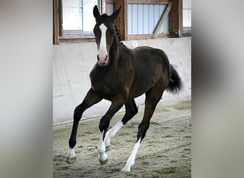 Westfale, Wallach, 1 Jahr, 16,1 hh, Dunkelbrauner