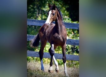 Westfale, Wallach, 1 Jahr, 16,1 hh, Dunkelbrauner