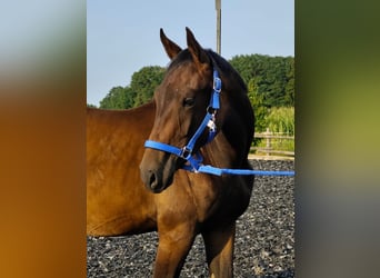 Westphalian, Gelding, 1 year, 16.1 hh, Brown