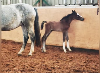 Westphalian, Gelding, 1 year, 16,1 hh, Gray