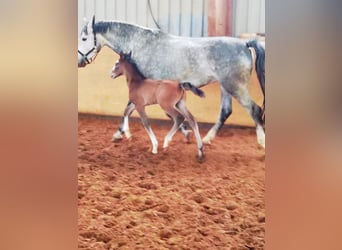 Westphalian, Gelding, 1 year, 16,1 hh, Gray