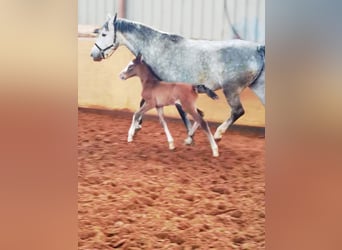 Westphalian, Gelding, 1 year, 16,1 hh, Gray