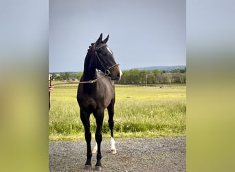 Westphalian, Gelding, 1 year, 16.1 hh, Grey