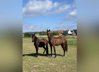 Westphalian, Gelding, 1 year, Brown
