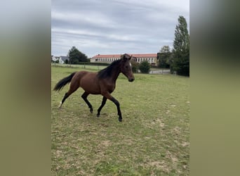 Westphalian, Gelding, 1 year, Brown