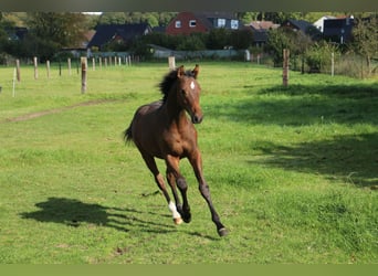 Westphalian, Gelding, 1 year, Brown
