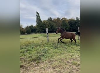 Westphalian, Gelding, 1 year, Brown