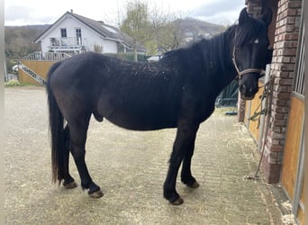 Westphalian Mix, Gelding, 20 years, 14.3 hh, Black