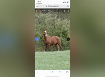 Westphalian, Gelding, 20 years, 16 hh, Chestnut
