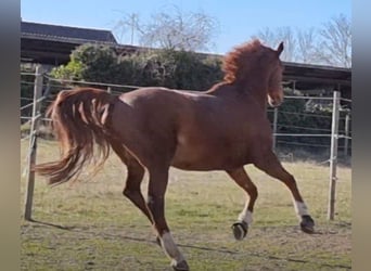Westphalian, Gelding, 20 years, 16,1 hh, Chestnut-Red