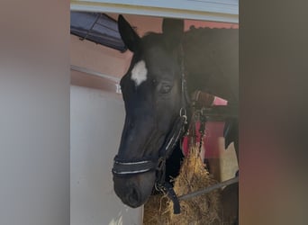 Westphalian, Gelding, 20 years, 17,1 hh, Black