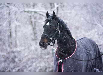 Westphalian, Gelding, 21 years, 16,1 hh, Bay-Dark