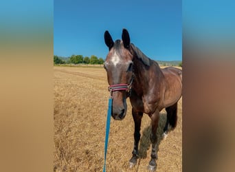 Westphalian, Gelding, 22 years, 16.2 hh, Brown Westphalian, Gelding, 22 years, 16.2 hh, Brown