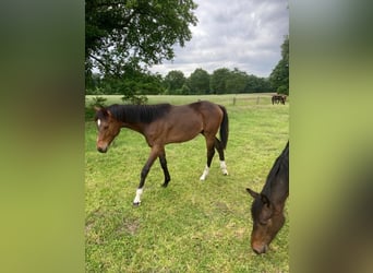 Westphalian, Gelding, 2 years, 15.2 hh, Bay-Dark