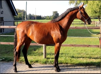 Westphalian, Gelding, 2 years, 16,1 hh, Brown