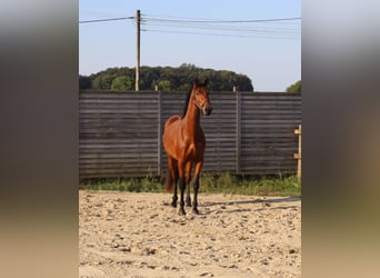 Westphalian, Gelding, 2 years, 16,1 hh, Brown