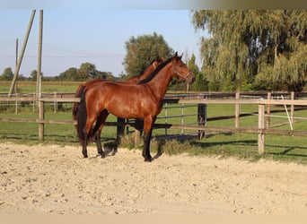 Westphalian, Gelding, 2 years, 16,1 hh, Brown