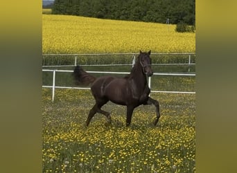 Westphalian, Gelding, 2 years, 16.1 hh, Chestnut