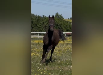 Westphalian, Gelding, 2 years, 16.1 hh, Chestnut