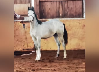Westphalian, Gelding, 2 years, 16.1 hh, Gray