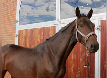 Westphalian, Gelding, 2 years, 16,1 hh