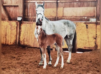 Westphalian, Gelding, 2 years, 16.2 hh, Brown