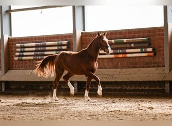 Westphalian, Gelding, 2 years, 16.2 hh, Chestnut-Red
