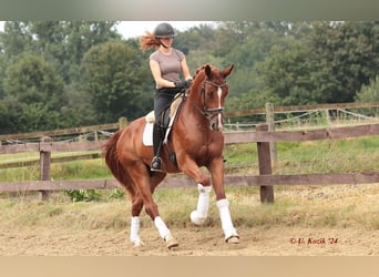 Westfale, Wallach, 2 Jahre, 16,3 hh, Fuchs