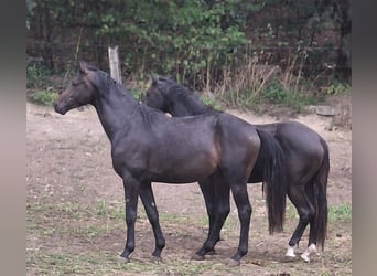 Westphalian, Gelding, 2 years, 16 hh, Bay-Dark