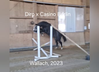 Westphalian, Gelding, 2 years, 16 hh, Grey-Dark-Tan