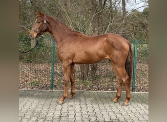 Westphalian, Gelding, 2 years, 16,1 hh, Chestnut-Red