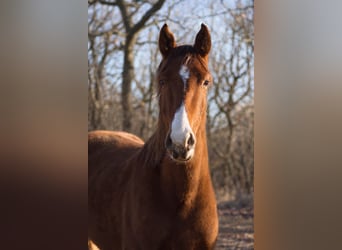 Westphalian, Gelding, 2 years, 16,1 hh, Chestnut-Red