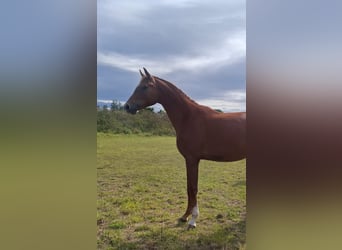 Westphalian, Gelding, 2 years, 16,2 hh, Chestnut