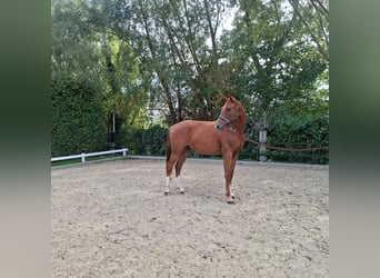Westphalian, Gelding, 2 years, 16,2 hh, Chestnut