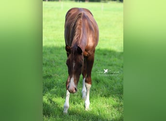 Westphalian, Gelding, 2 years, 16,2 hh, Chestnut-Red