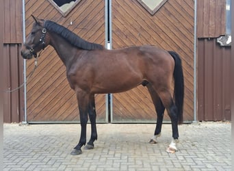 Westphalian, Gelding, 2 years, Brown