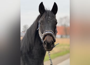 Westphalian, Gelding, 2 years, Smoky-Black