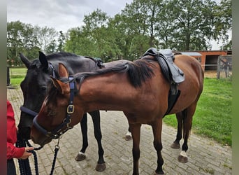 Westphalian, Gelding, 3 years, 15.1 hh, Brown