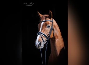 Westphalian, Gelding, 3 years, 15.1 hh, Chestnut-Red