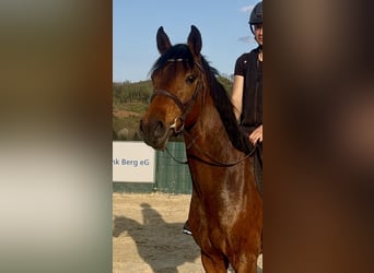 Westphalian, Gelding, 3 years, 15.2 hh, Brown
